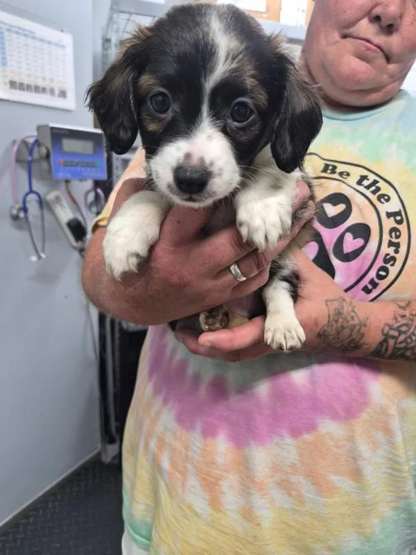 A baby small-sized female Terrier dog named Kaia for adoption in Morristown, TN