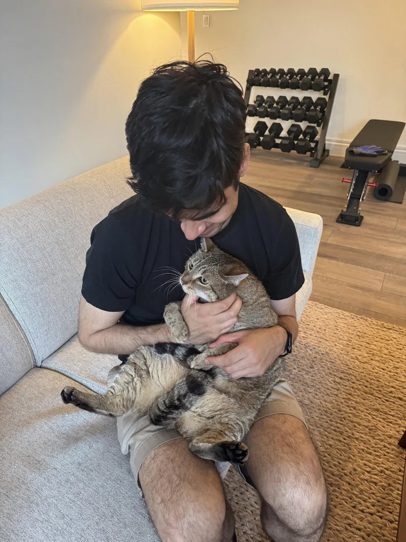 An adult medium-sized female Domestic Short Hair cat named Figgy and Luna for adoption in Brooklyn, NY