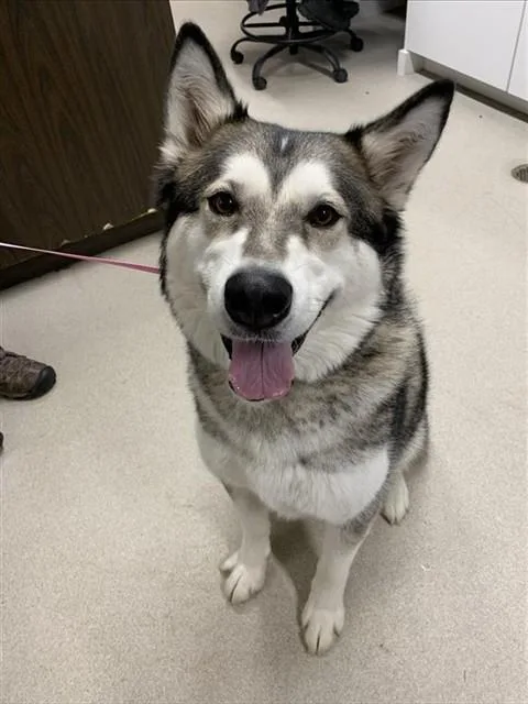 A young large-sized female Alaskan Malamute dog named Sour for adoption in Fairbanks, AK