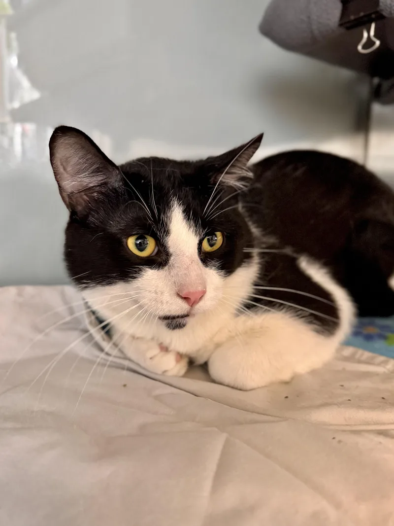 An adult medium-sized male Black Domestic Short Hair cat named Beaker for adoption in Midland, MI
