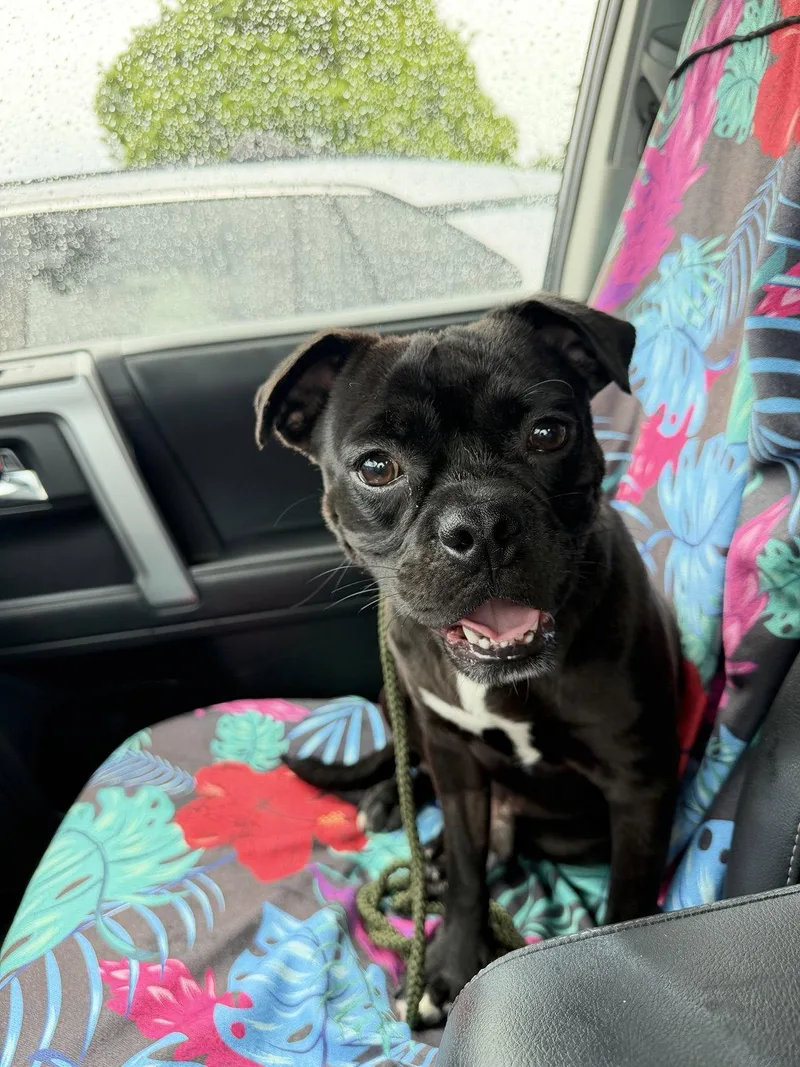 A young small-sized male Pug dog named Blaine for adoption in San Diego, CA