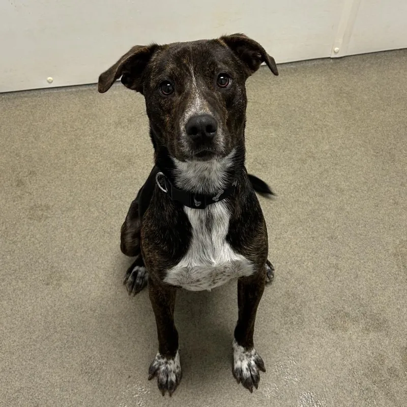 A young medium-sized male Brindle Mixed Breed dog named Vernon for adoption in Rocky Mount, VA