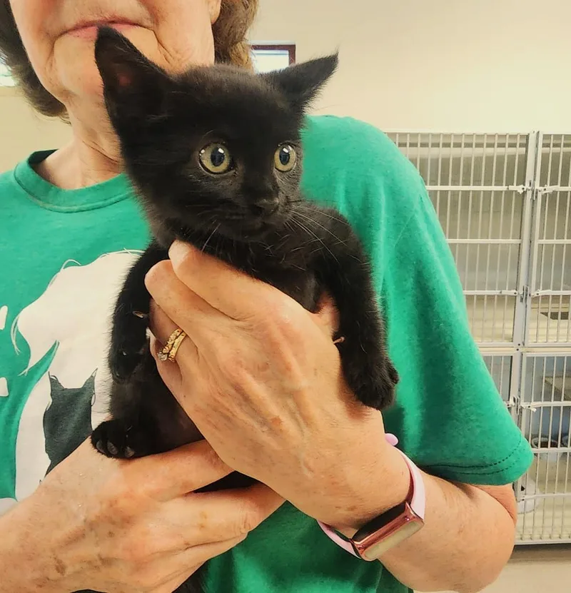 A young medium-sized female Black Domestic Short Hair cat named Joan Jett for adoption in Slidell, LA