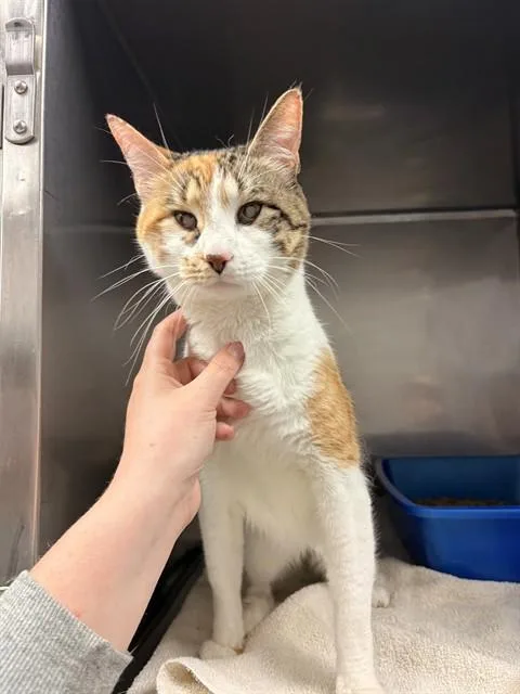 An adult small-sized female Domestic Short Hair cat named Bella for adoption in Killeen, TX