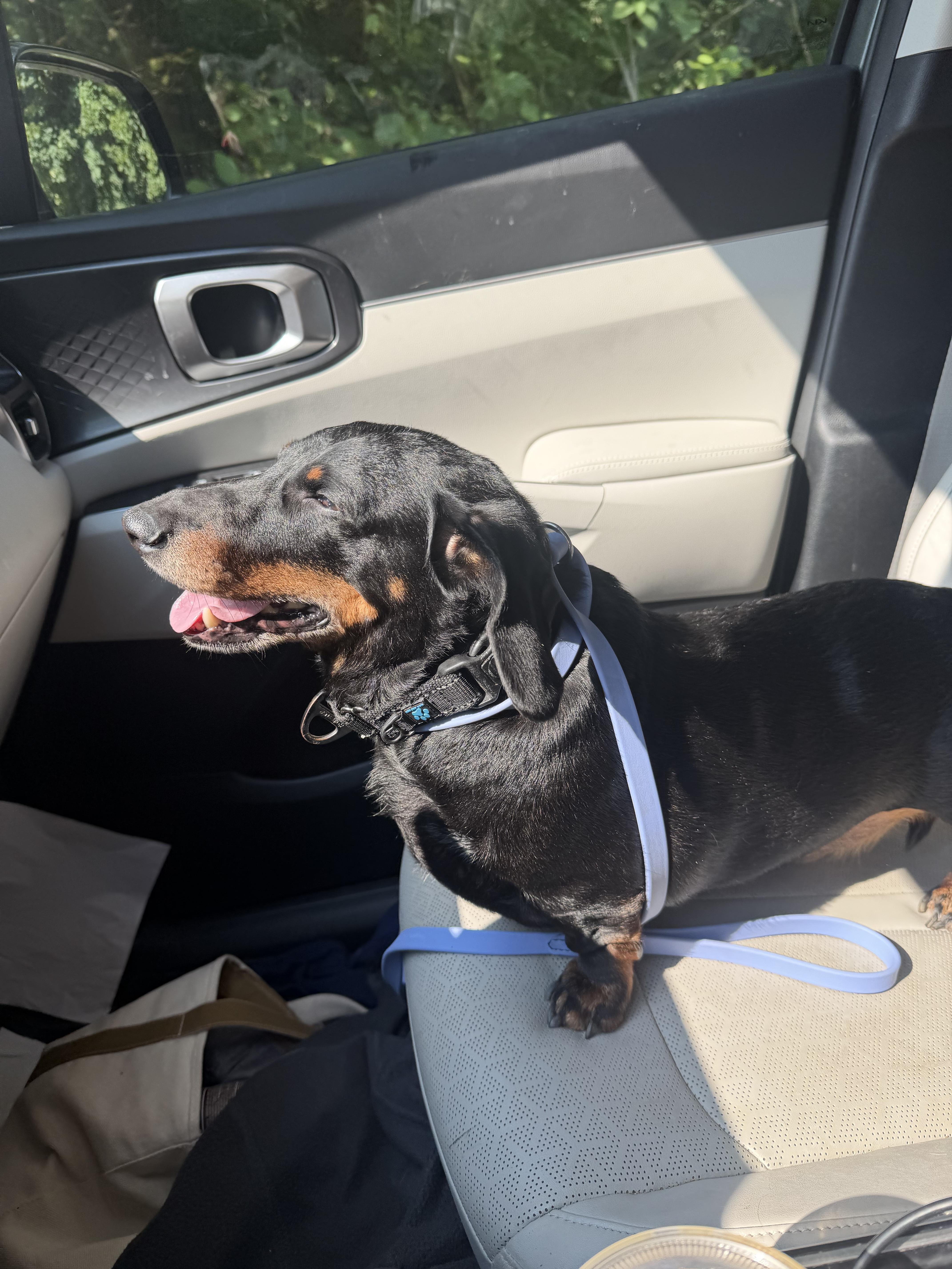 An adult small-sized male Dachshund dog named Flap Jack for adoption in Mahwah, NJ