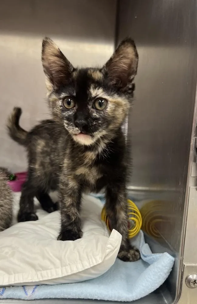 A baby small-sized female Domestic Short Hair cat named Pepper for adoption in Stockton, CA