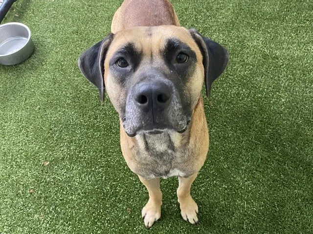 A senior large-sized male Black and Tan Coonhound dog named Jack for adoption in Tavares, FL