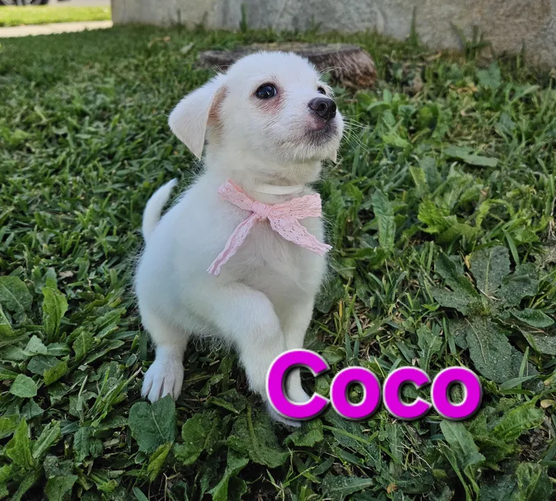 Coco