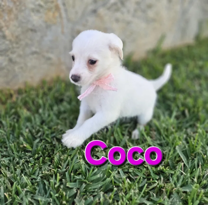 Coco thumbnail 5