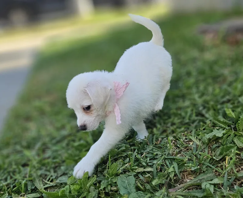Coco thumbnail 6