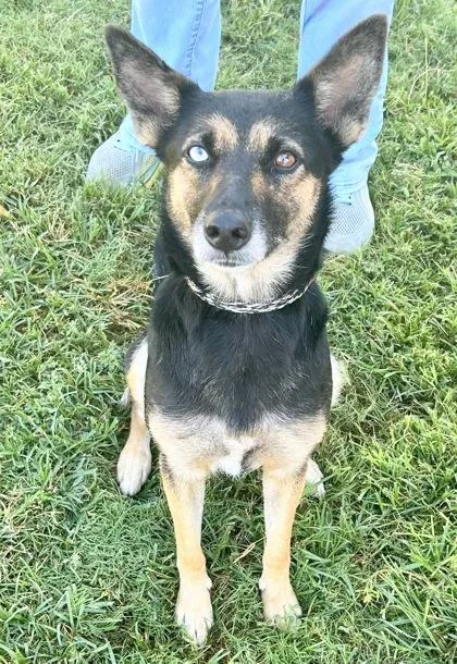 An adult medium-sized female Tricolor (Brown, Black, & White) Mixed Breed dog named Gala for adoption in Georgetown, TX
