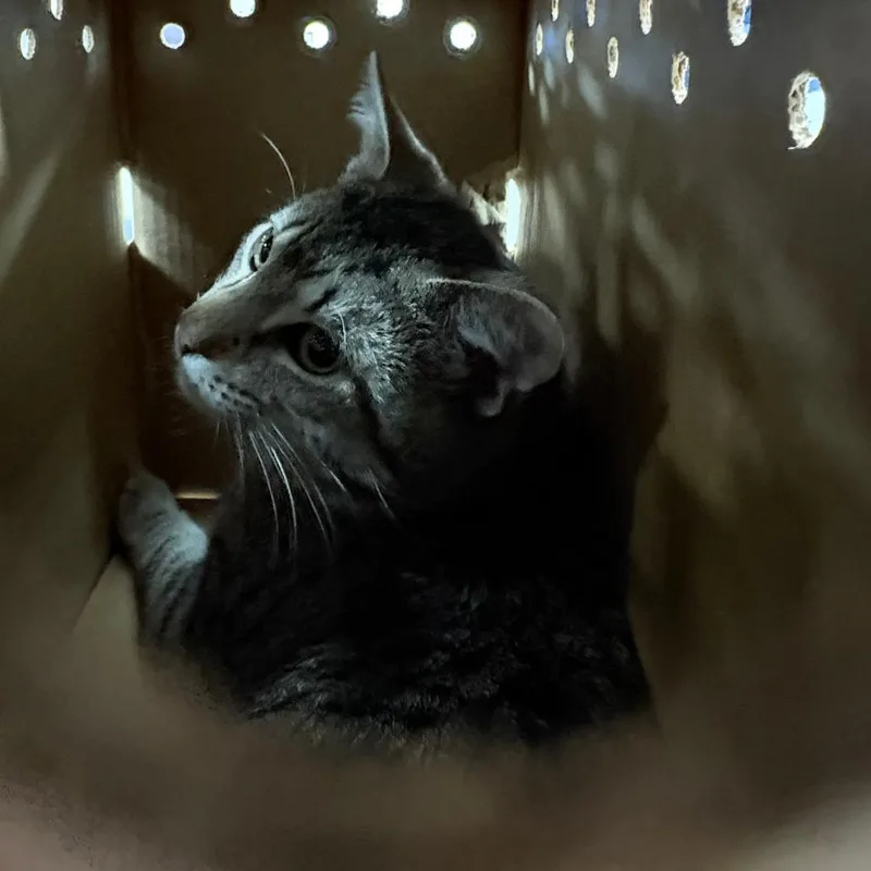 An adult large-sized male Gray / Blue / Silver Domestic Short Hair cat named Chevy for adoption in Philadelphia, PA
