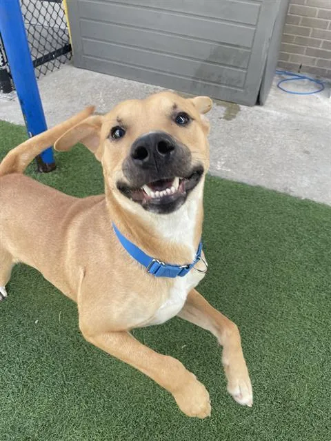 An adult medium-sized male Mixed Breed dog named Ricky Bobby for adoption in Dallas, TX