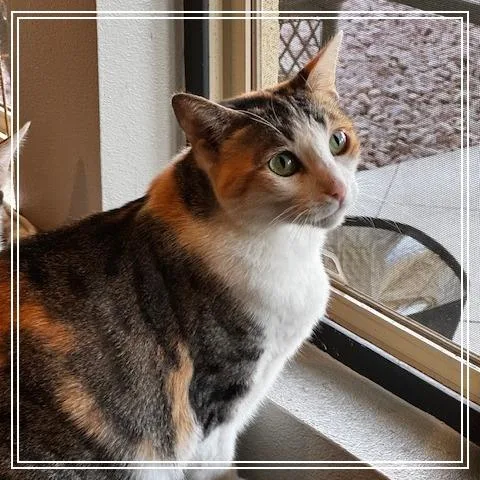 A senior medium-sized female Calico Domestic Short Hair cat named Alice for adoption in Riverside, CA