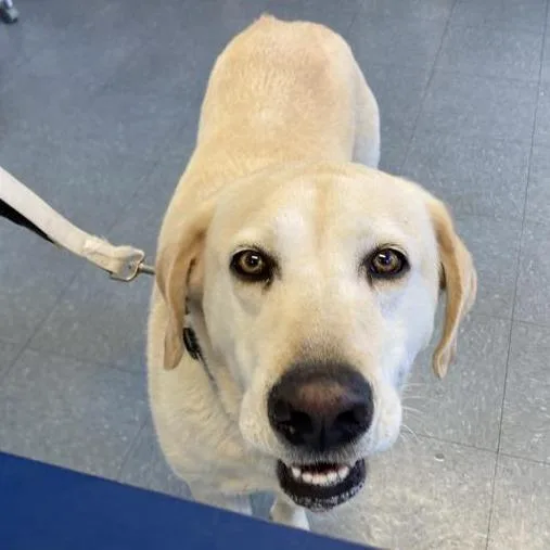 A senior large-sized male Yellow Labrador Retriever dog named Dodger for adoption in Hawthorne, CA