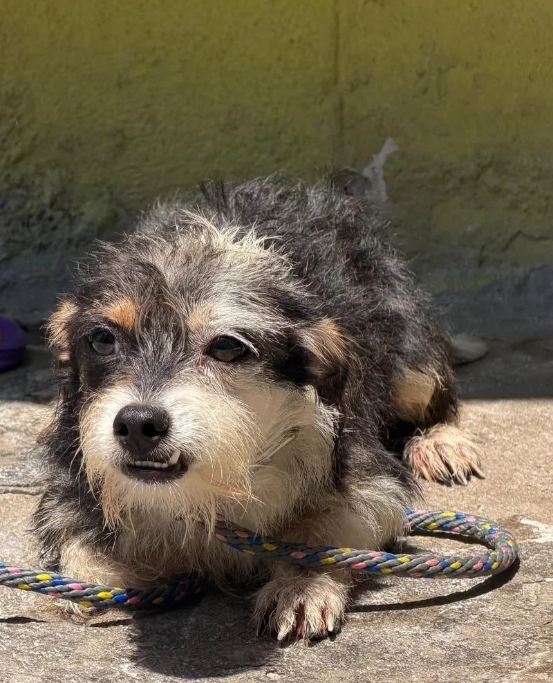 A baby small-sized male Tibetan Terrier dog named Coba for adoption in San Diego, CA