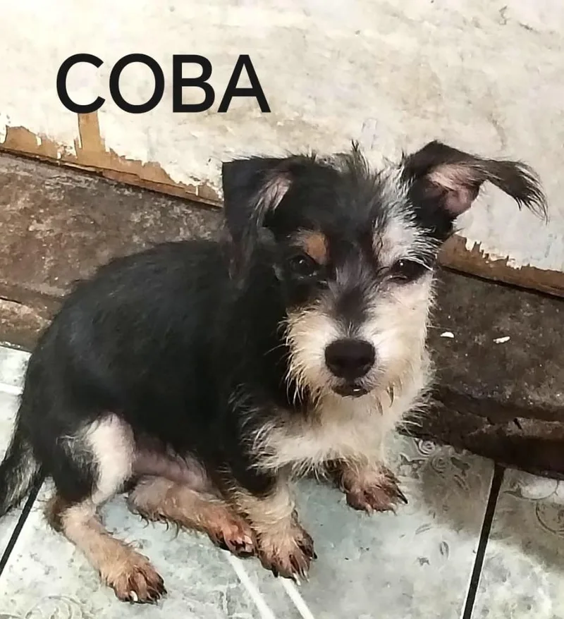 Coba thumbnail 3