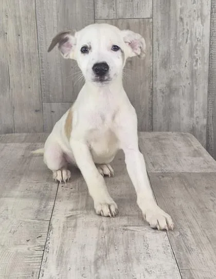 An adult small-sized male Mixed Breed dog named Yetti for adoption in Shreveport, LA