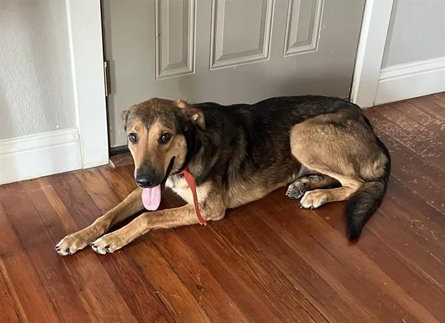 An adult large-sized female German Shepherd Dog dog named Jinn for adoption in San Antonio, TX