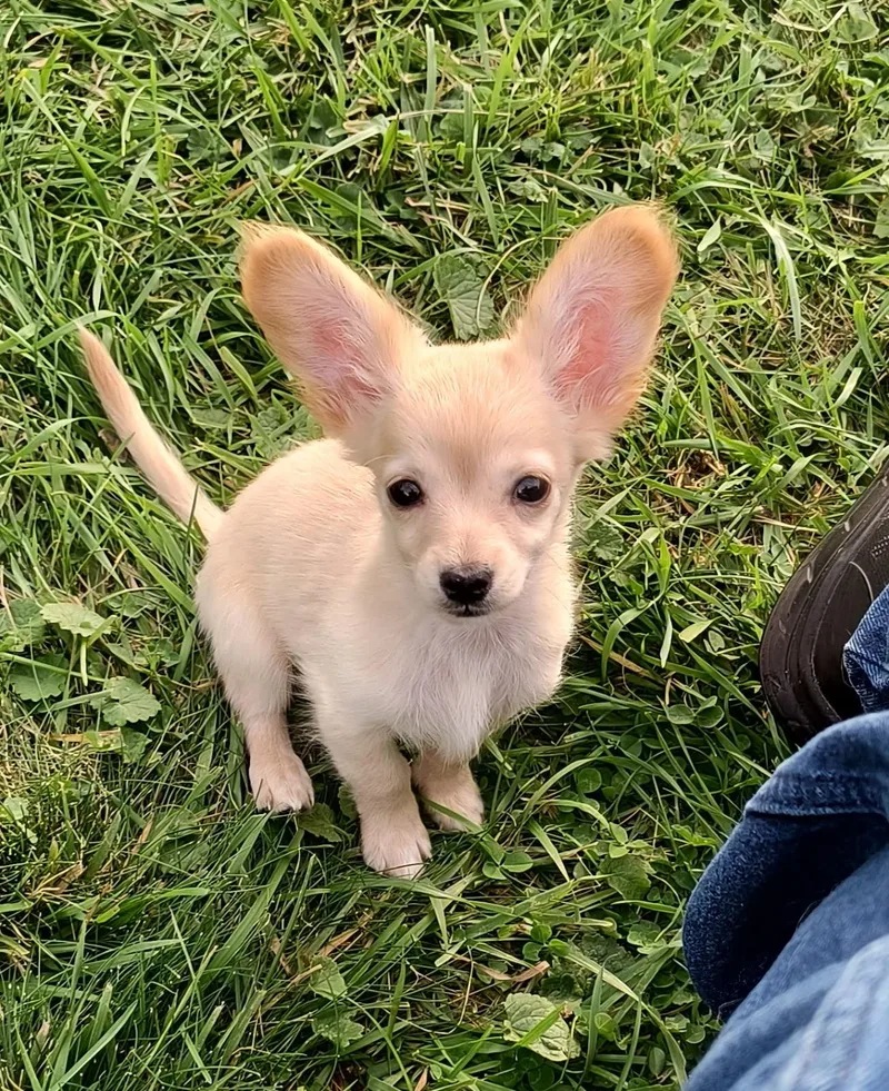 A baby small-sized female Chiweenie dog named Perfect Lil Puppy for adoption in Northwood, OH