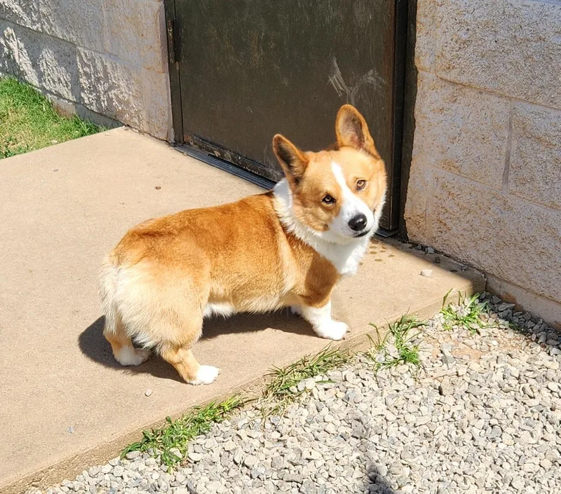 A young medium-sized male Golden Corgi dog named Louie for adoption in Siloam Springs, AR