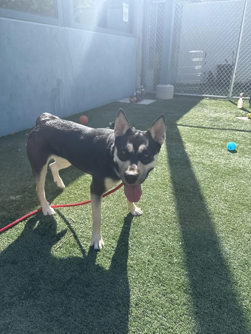 A young large-sized female German Shepherd Dog dog named Mocha for adoption in Chatsworth, CA