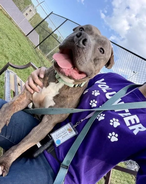 An adult large-sized male Pit Bull Terrier dog named Tyson B for adoption in Millersville, MD