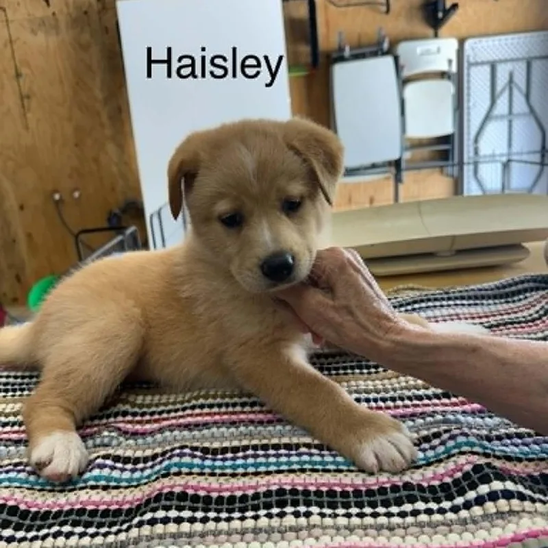 A baby medium-sized female Brown / Chocolate Mixed Breed dog named Haisley for adoption in Alexandria, VA