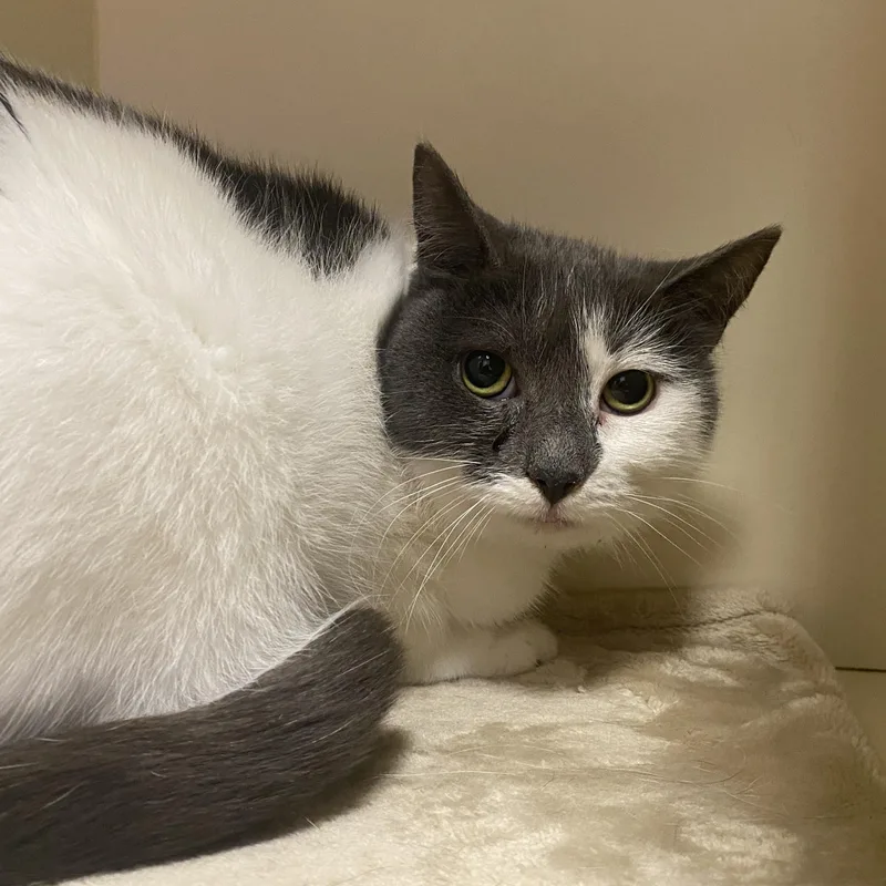 An adult medium-sized female Gray & White Domestic Short Hair cat named Avalon for adoption in Elyria, OH