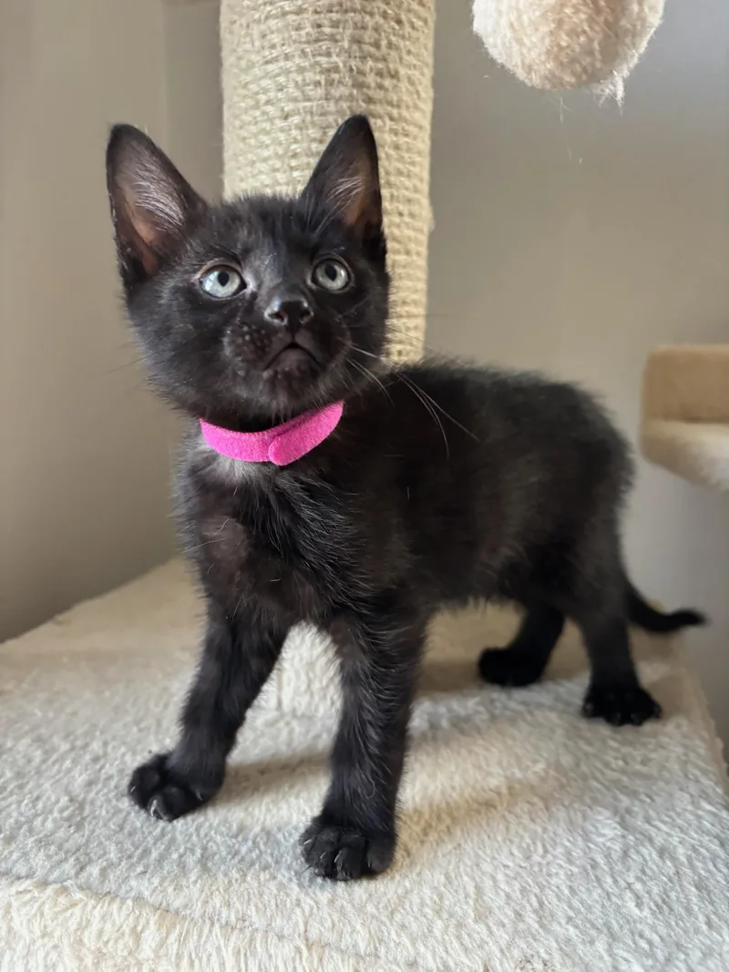 A baby medium-sized female Black Domestic Short Hair cat named Kepler for adoption in Chicago, IL