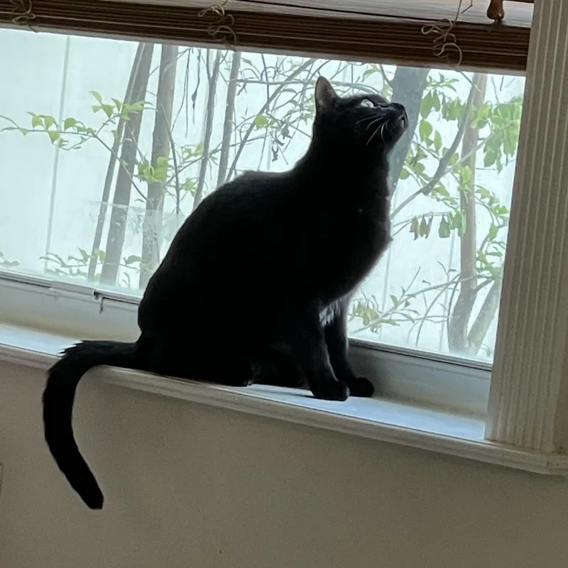 An adult large-sized female Black Domestic Short Hair cat named Salem for adoption in West Palm Beach, FL