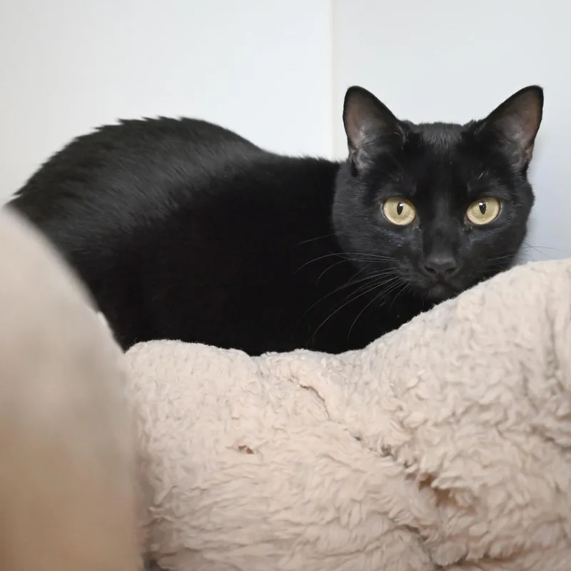 Salem thumbnail 2