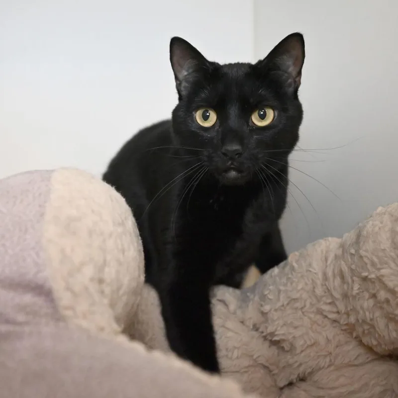 Salem thumbnail 4