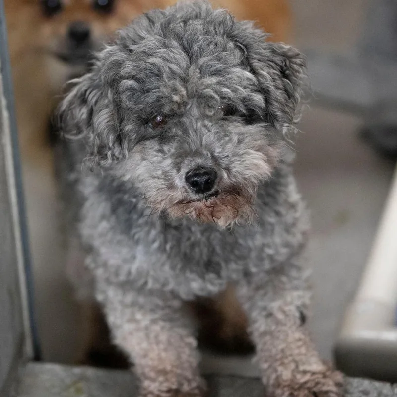 A senior small-sized male Gray / Blue / Silver Poodle (Toy) dog named O'malley for adoption in Peyton, CO