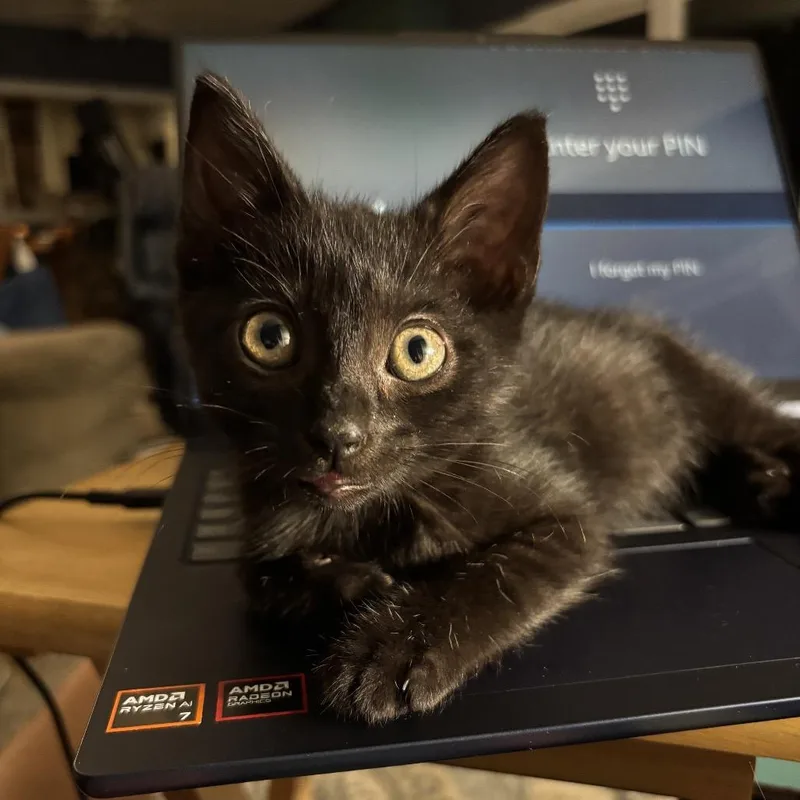 A baby small-sized female Domestic Short Hair cat named Lollipop for adoption in Shelbyville, IN