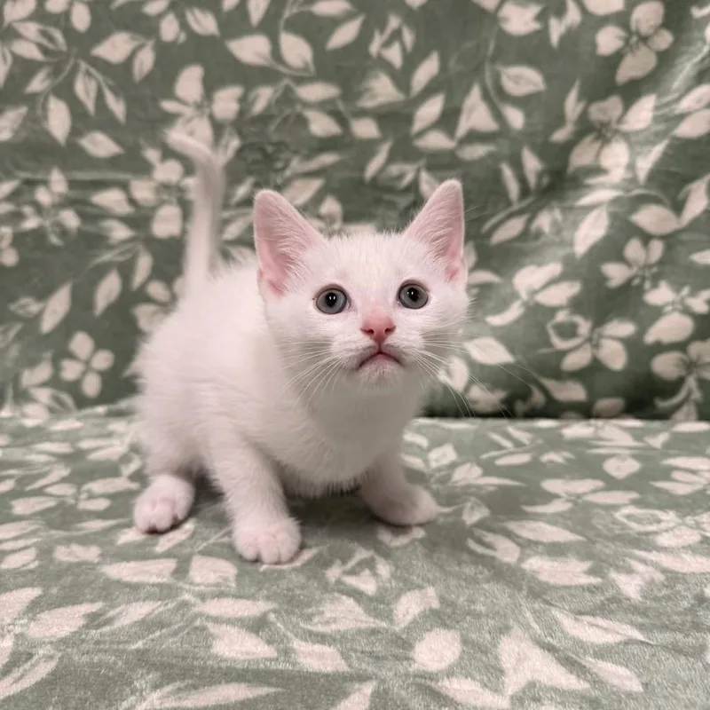 A baby small-sized male White Domestic Short Hair cat named Fettuccine for adoption in Delaware, OH