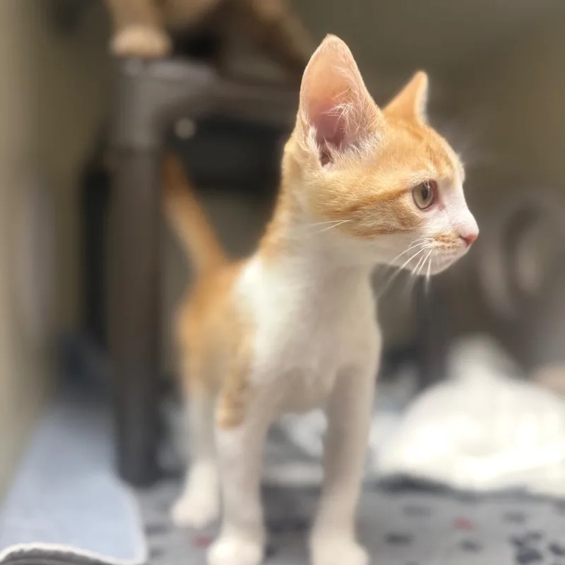 A baby small-sized male Orange / Red Domestic Short Hair cat named Caribbean for adoption in Caryville, TN