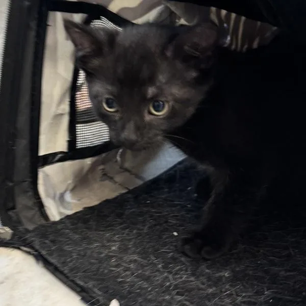 A baby small-sized male Domestic Short Hair cat named Midnight for adoption in Des Moines, IA