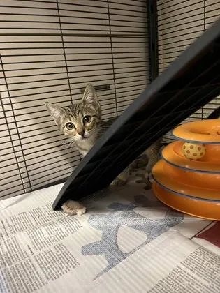 A young small-sized female Domestic Short Hair cat named Alder for adoption in Vero Beach, FL