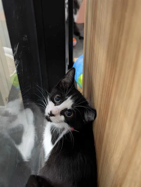 A baby small-sized female Domestic Medium Hair cat named Phil for adoption in Brunswick, GA