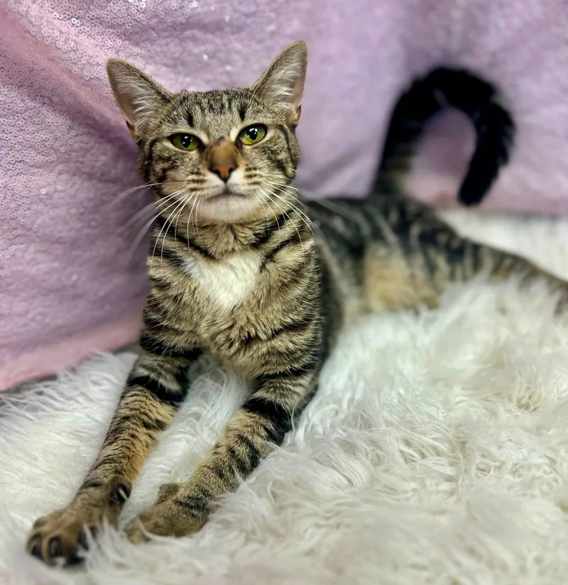 An adult medium-sized female Domestic Short Hair cat named Flora for adoption in Clarkesville, GA