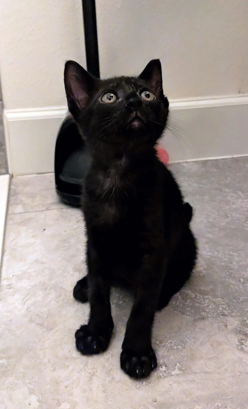 A baby medium-sized male Black Domestic Short Hair cat named Jim for adoption in Wesley Chapel, FL