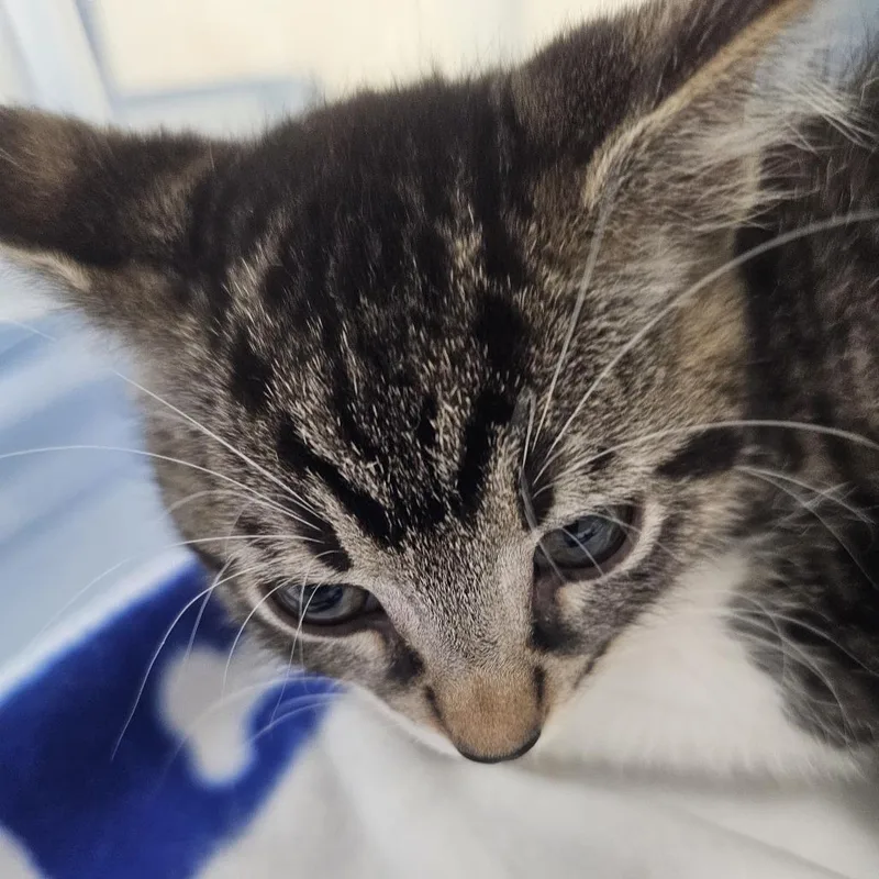 A baby small-sized female Brown / Chocolate Domestic Short Hair cat named Jade for adoption in Evansville, IN
