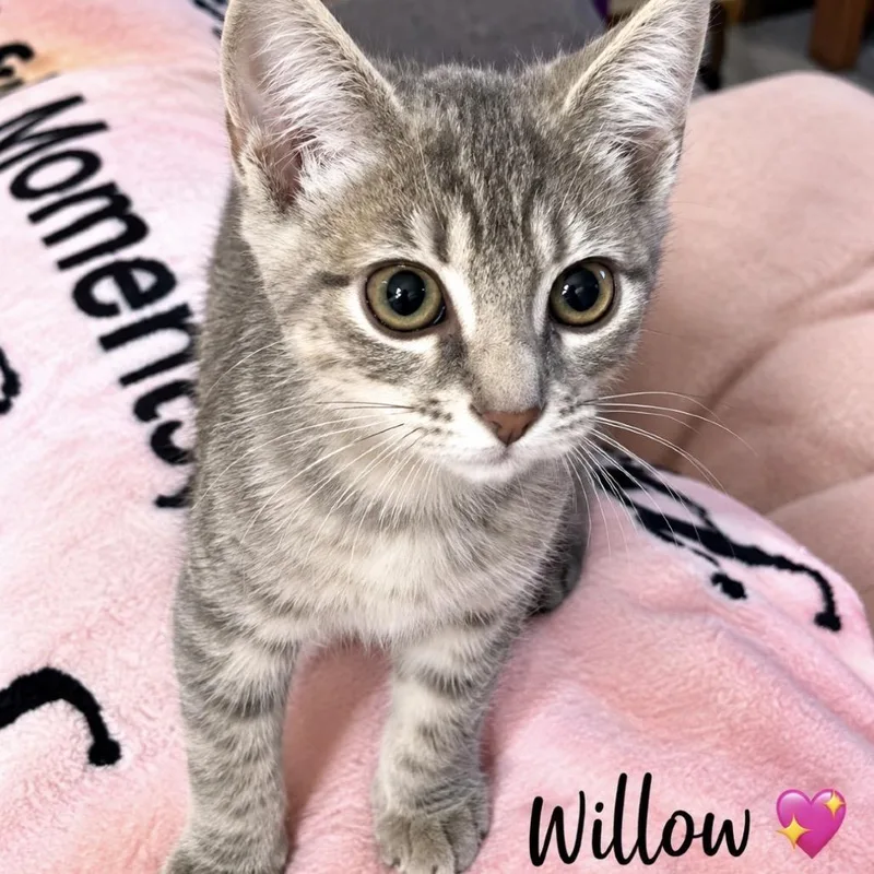 A baby small-sized female Gray / Blue / Silver Domestic Short Hair cat named Willow for adoption in Peachtree City, GA