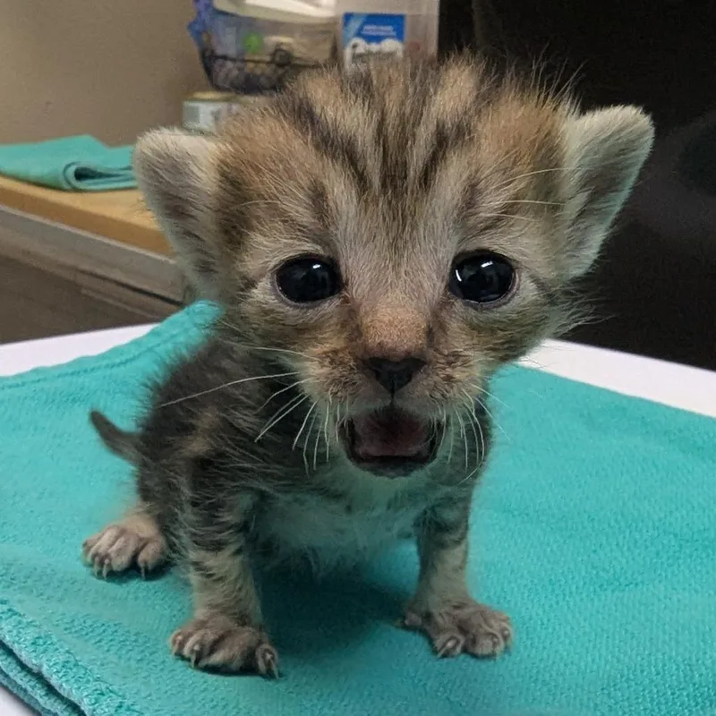 A baby small-sized male Brown / Chocolate Domestic Short Hair cat named Figgy for adoption in Tacoma, WA