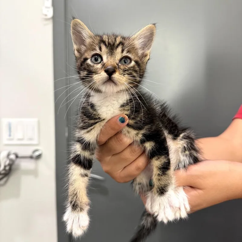 A baby small-sized female Brown / Chocolate Domestic Short Hair cat named Laalaa for adoption in Long Beach, CA