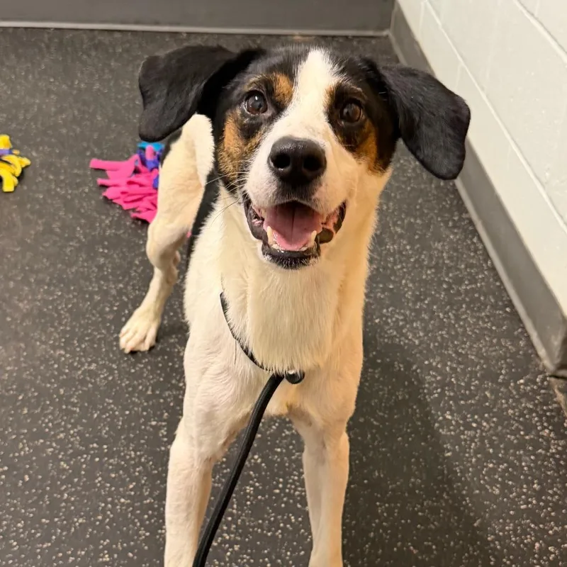 An adult medium-sized male White / Cream Australian Shepherd dog named Cedar for adoption in Dayton, OH