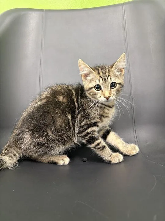 A baby small-sized male Domestic Medium Hair cat named Jensen for adoption in Jackson, MI