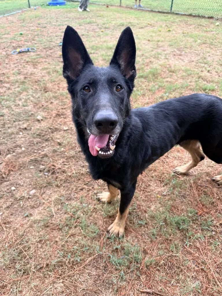 An adult large-sized female Shepherd dog named Trixie for adoption in Little Rock, AR