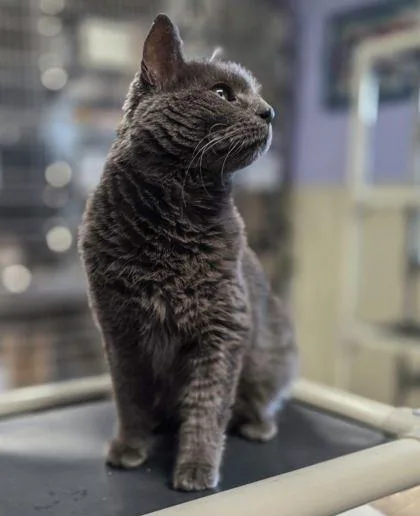 A senior medium-sized male Domestic Short Hair cat named Onua for adoption in Bridgewater, NJ